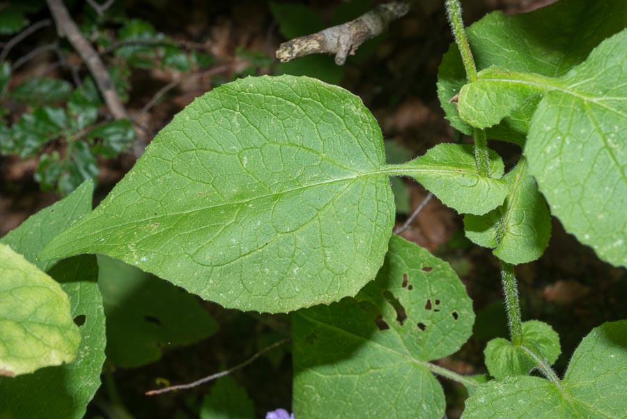 Doronicum austriacum / Doronico austriaco